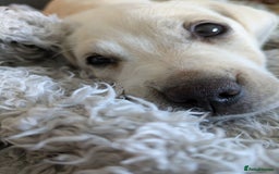 Beagle dogs for sale: Lenny the Lemon Beagle  - Image 22
