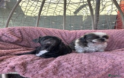 Shih Tzu dogs for sale: 2 shih tzu girls for rehome - Image 1