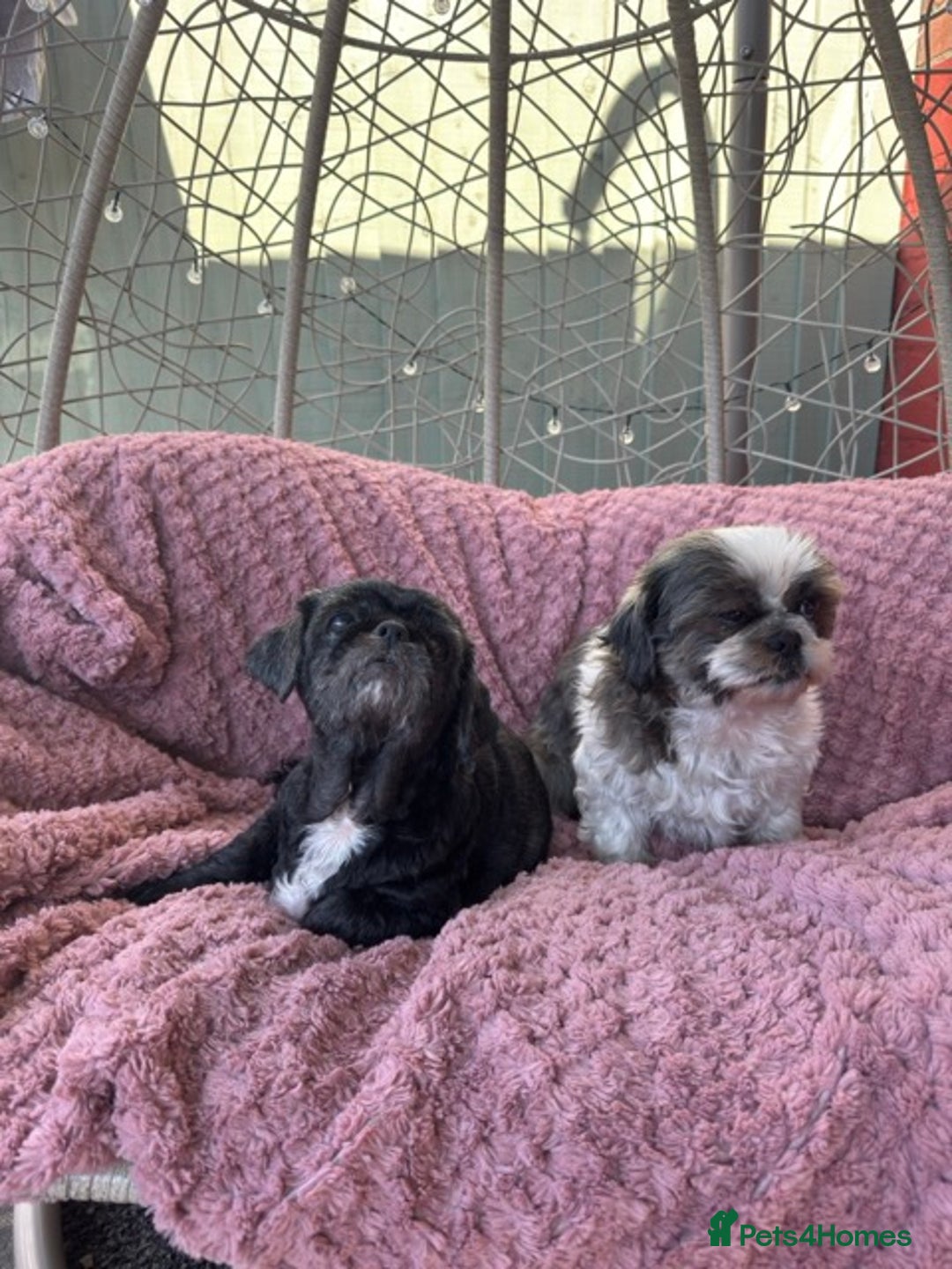 Shih Tzu dogs for sale: 2 shih tzu girls for rehome - Image 1