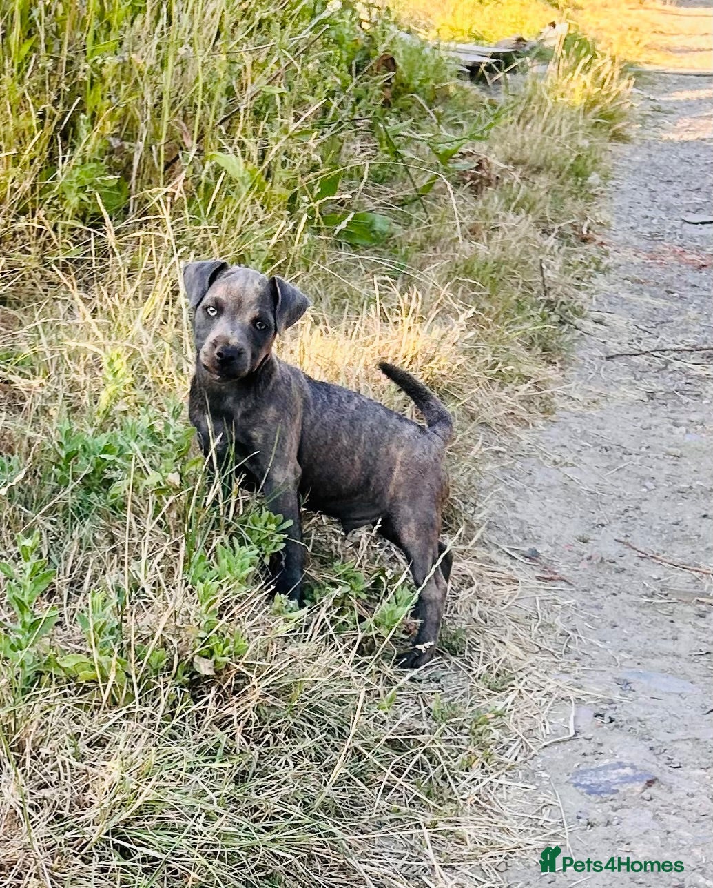 Patterjack dogs RARE blue Patterdale x Jack Russell pups!  - Advert 1