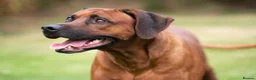 Rhodesian Ridgeback dogs for sale: Rhodesian Ridgeback Puppies Full European Pedigree - Advert 3
