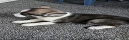 Huskita dogs for sale: huskita/siberian husky puppies - Advert 16