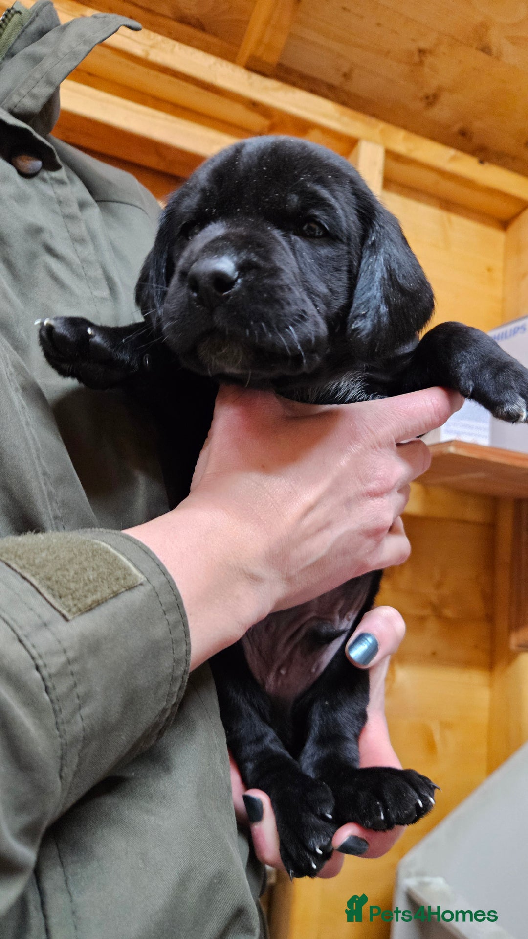 Labrador Retriever dogs for sale: Black labrador x gwp puppies working or pet homes - Advert 11