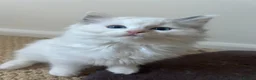 Ragdoll cats for sale: Last girl Ragdoll Kitten - Advert 6