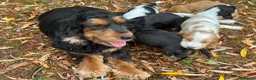 Cocker Spaniel dogs for sale: 🐶100% TRUE SHOW🐶TYPE KC REGISTERD🐶 - Advert 3