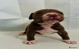 American Bully dogs for sale:  Medium Bully Puppies–XL are banned, these are NOT - Image 14