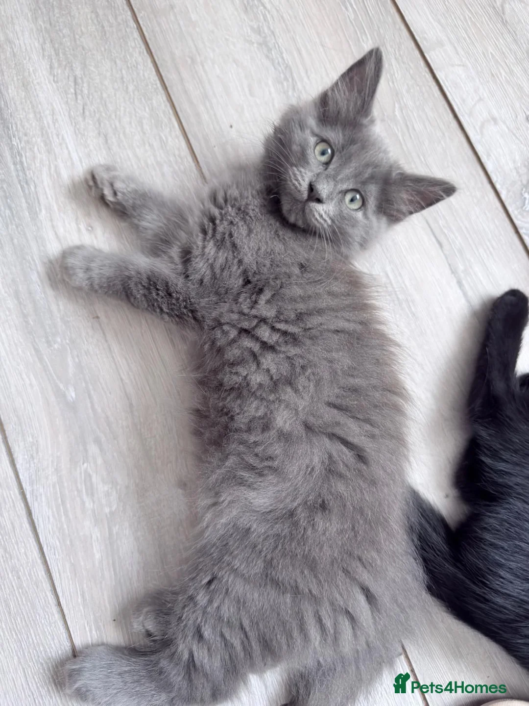 British Longhair cats for sale: GREY FLUFFY KITTEN* NEED TO GO ASAP* - Advert 2