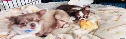 Chihuahua dogs for sale: Pretty tiny girl  - Advert 7