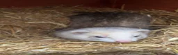 Ferret rodents for sale: baby ferrets for reserve male only - Advert 2