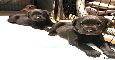 Labrador Retriever dogs - Advert 2