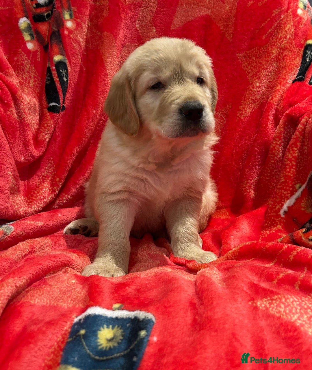 Golden Retriever dogs for sale: Stunning litter of Chunky Golden Retriever Puppies - Advert 8