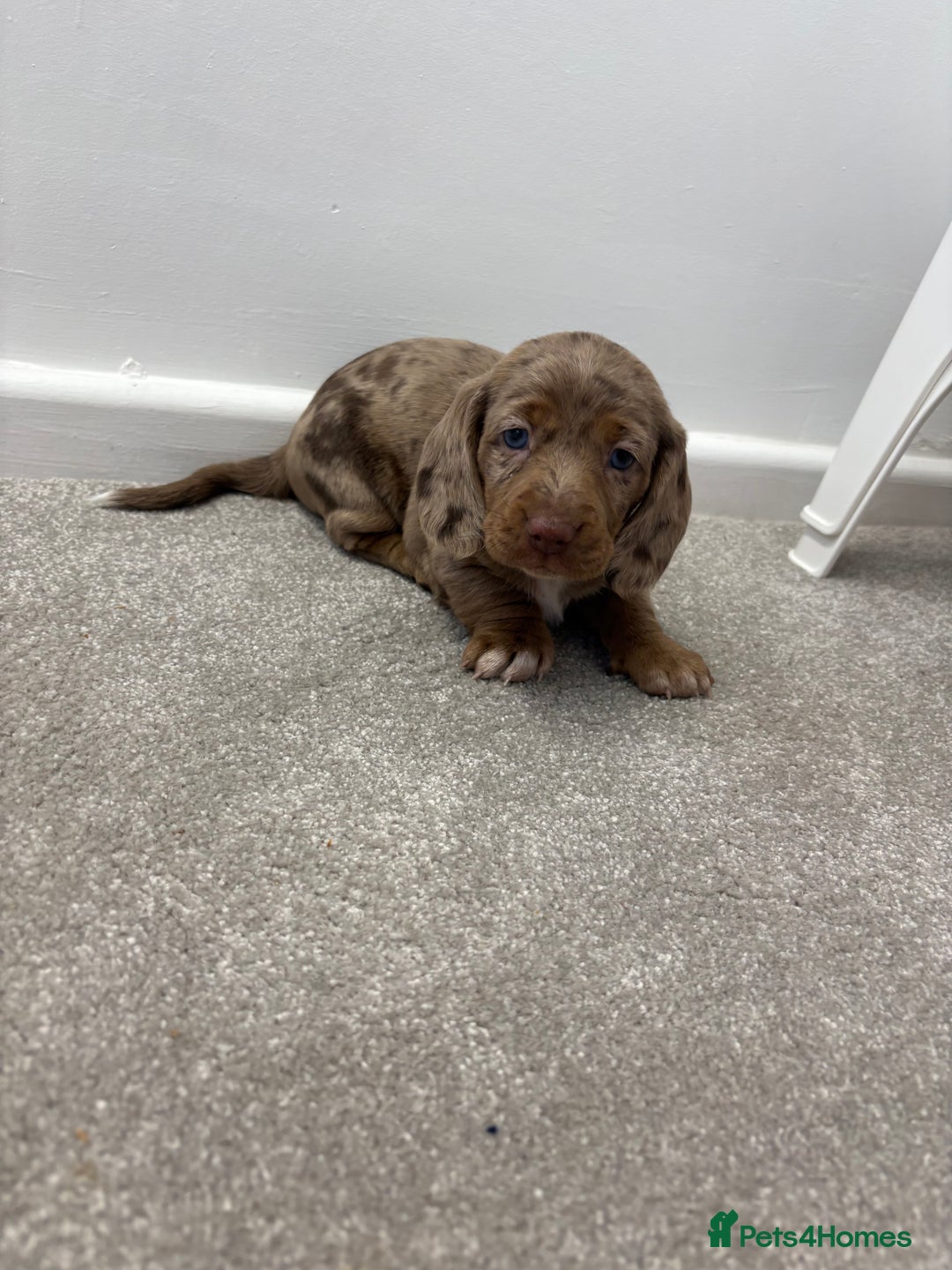 Miniature Dachshund dogs for sale: Miniature dachshund X cocker spaniel puppies  - Advert 16