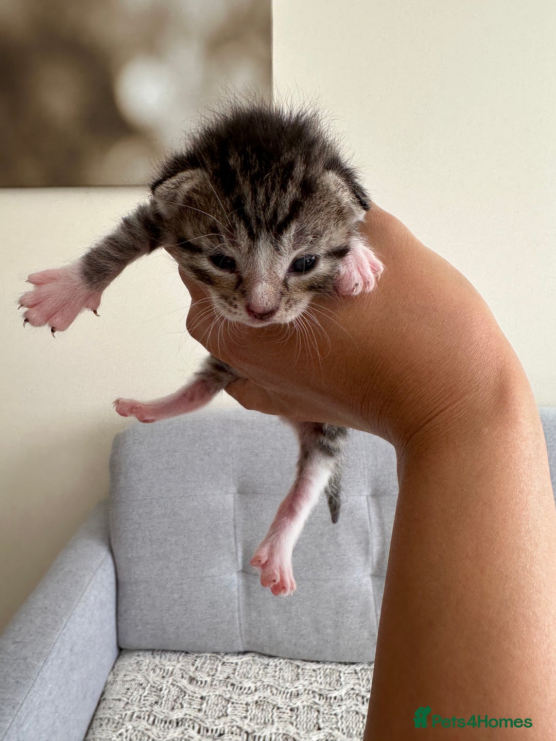 British Shorthair cats for sale: British Short kittens - Image 5