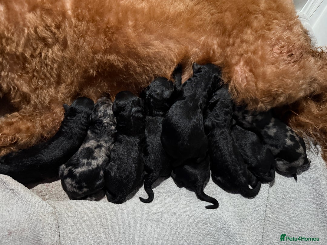 Labradoodle dogs for sale: Stunning F1bb miniature labradoodle puppies - Image 3