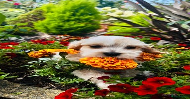 Cavapoo dogs - Advert 7