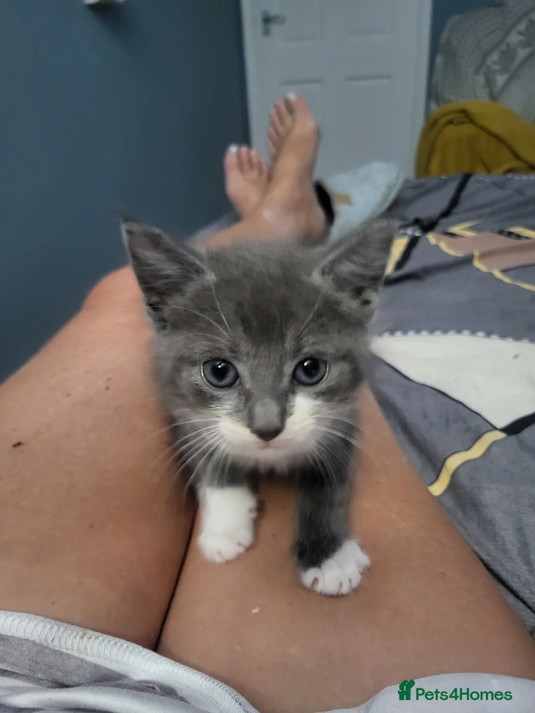 Mixed Breed cats for sale: Beautiful grey kittens  - Advert 5
