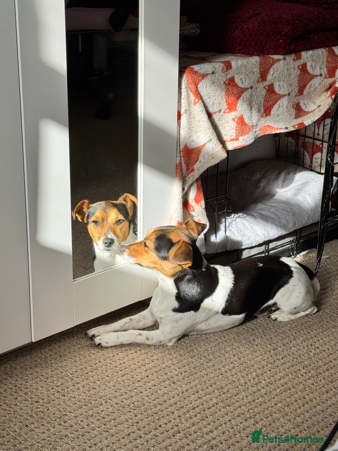 Jack Russell dogs for sale: 2yr old JRT **PLEASE read description** - Image 6