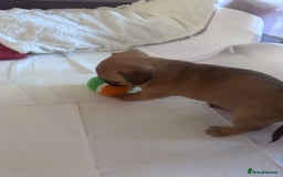 Jack Chi dogs for sale: Jack-chi puppies - Advert 14