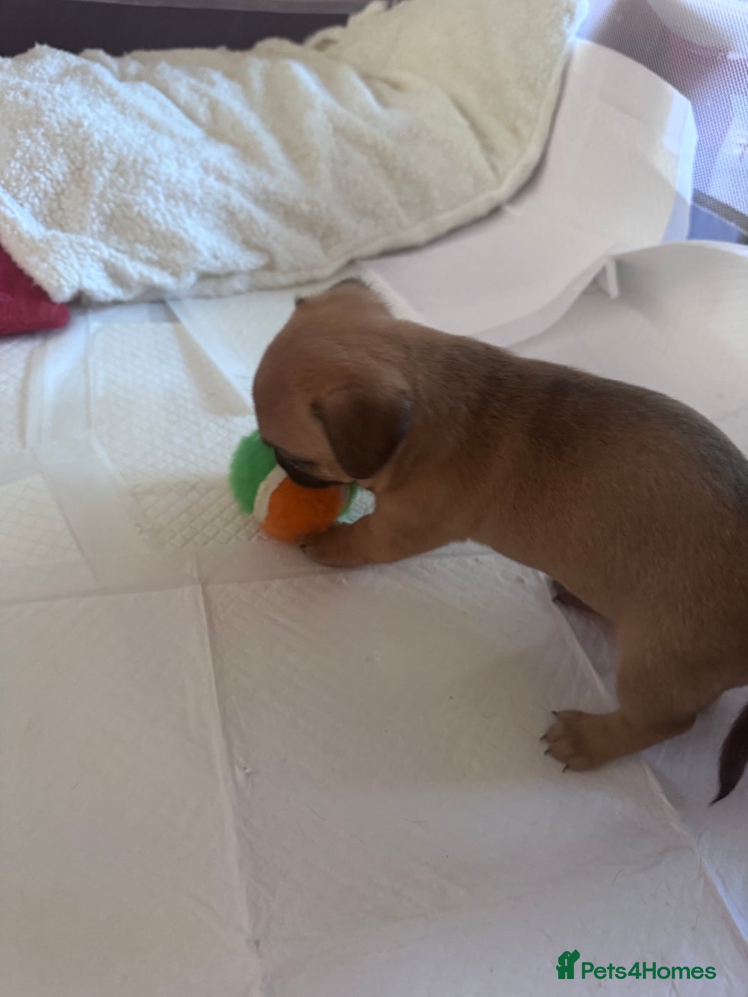 Jack Chi dogs for sale: Jack-chi puppies - Advert 14