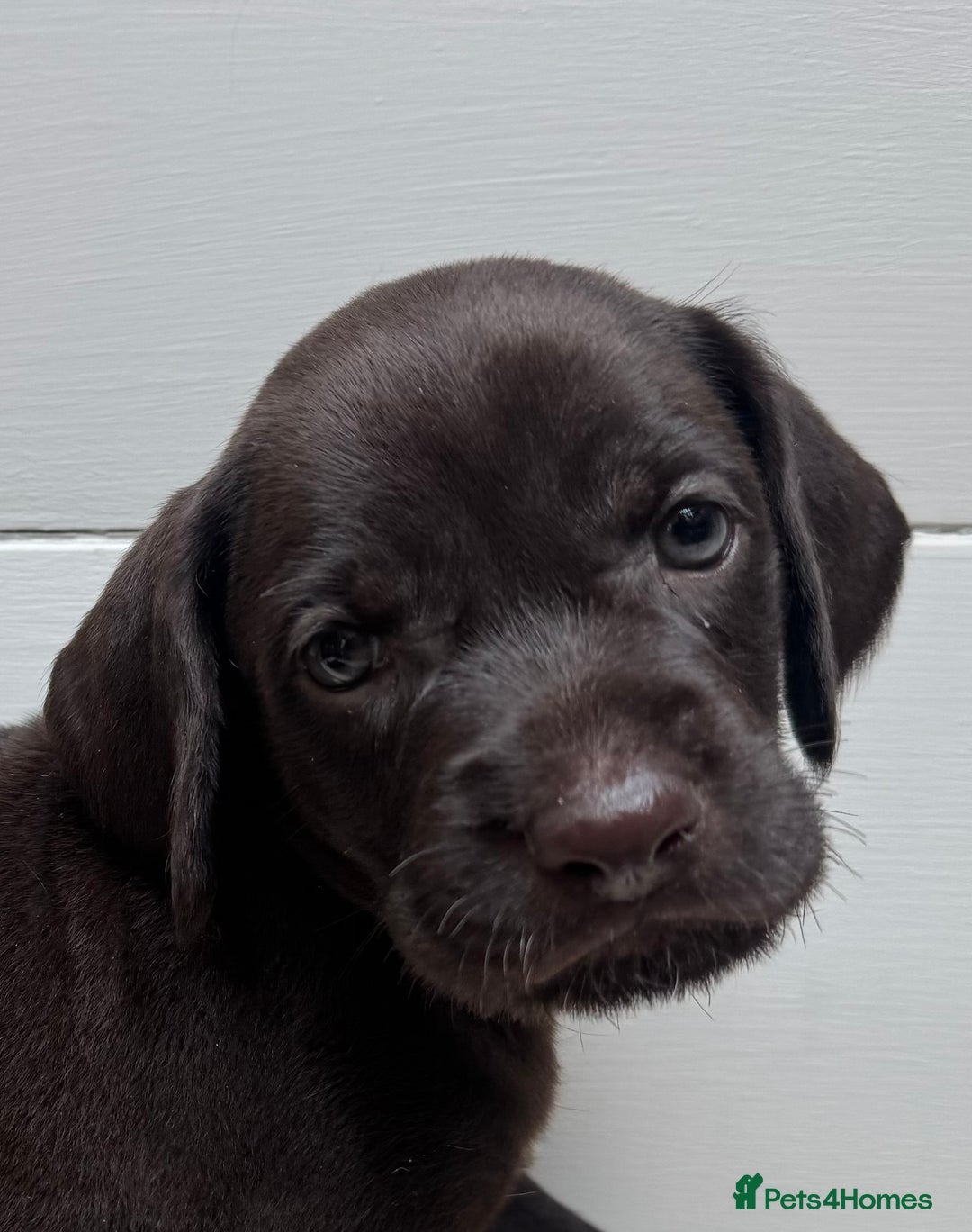 German Wirehaired Pointer dogs for sale: German Wire-haired Pointers of sale - Image 32