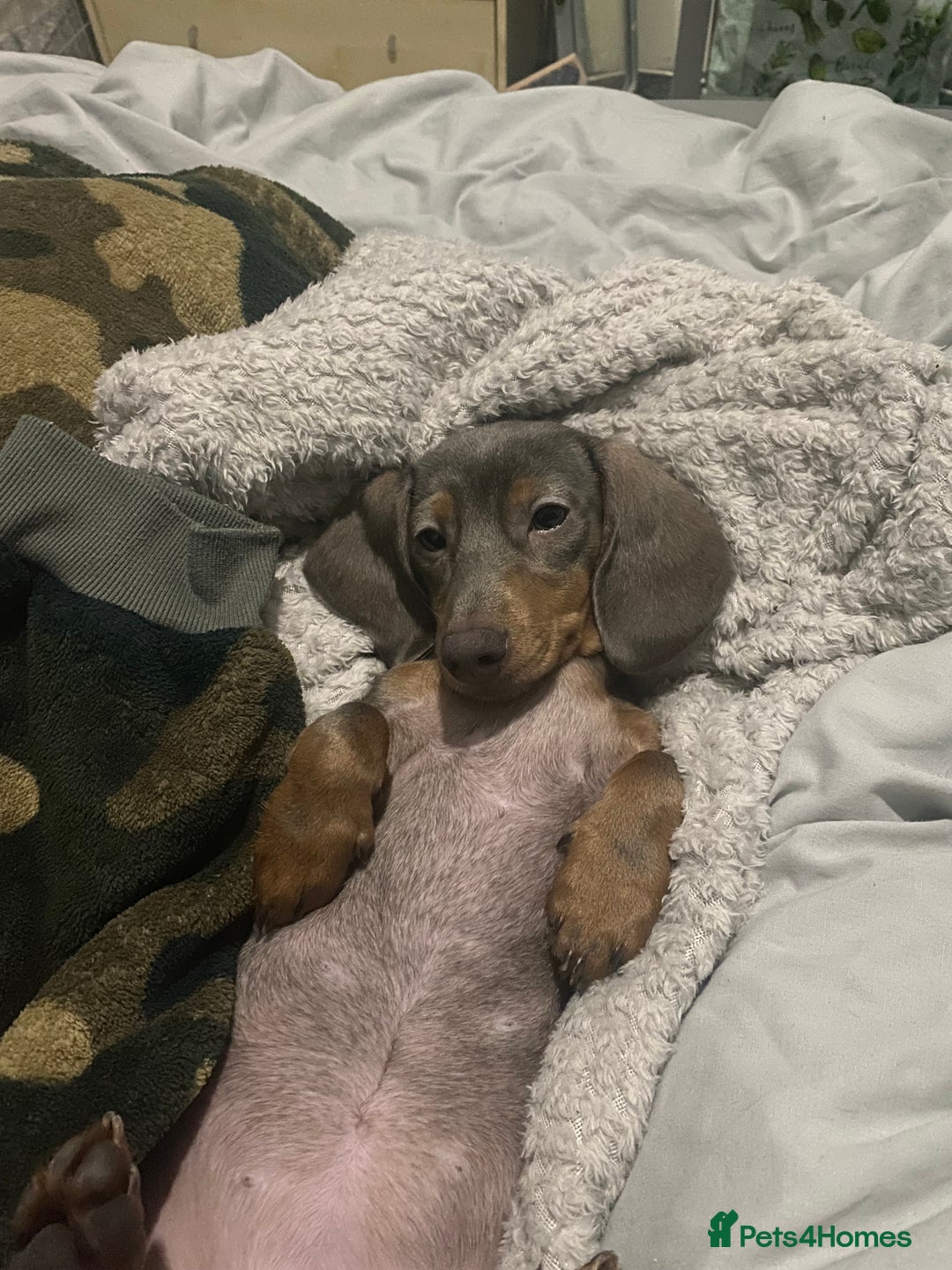 Miniature Dachshund dogs for sale: Female Miniature Dachshund  - Advert 5