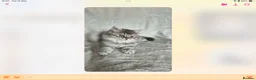 British Shorthair cats for sale: GCCF reg British kittens  - Advert 8