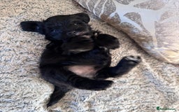 Mixed Breed dogs for sale: Miniature Schnauzer X Cockapoo - Image 11
