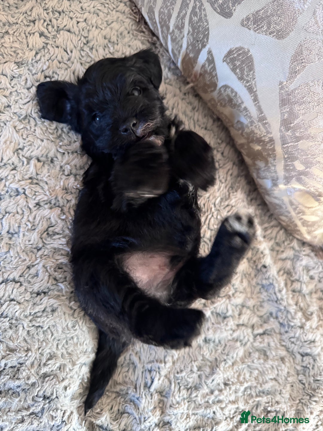 Mixed Breed dogs for sale: Miniature Schnauzer X Cockapoo - Image 11