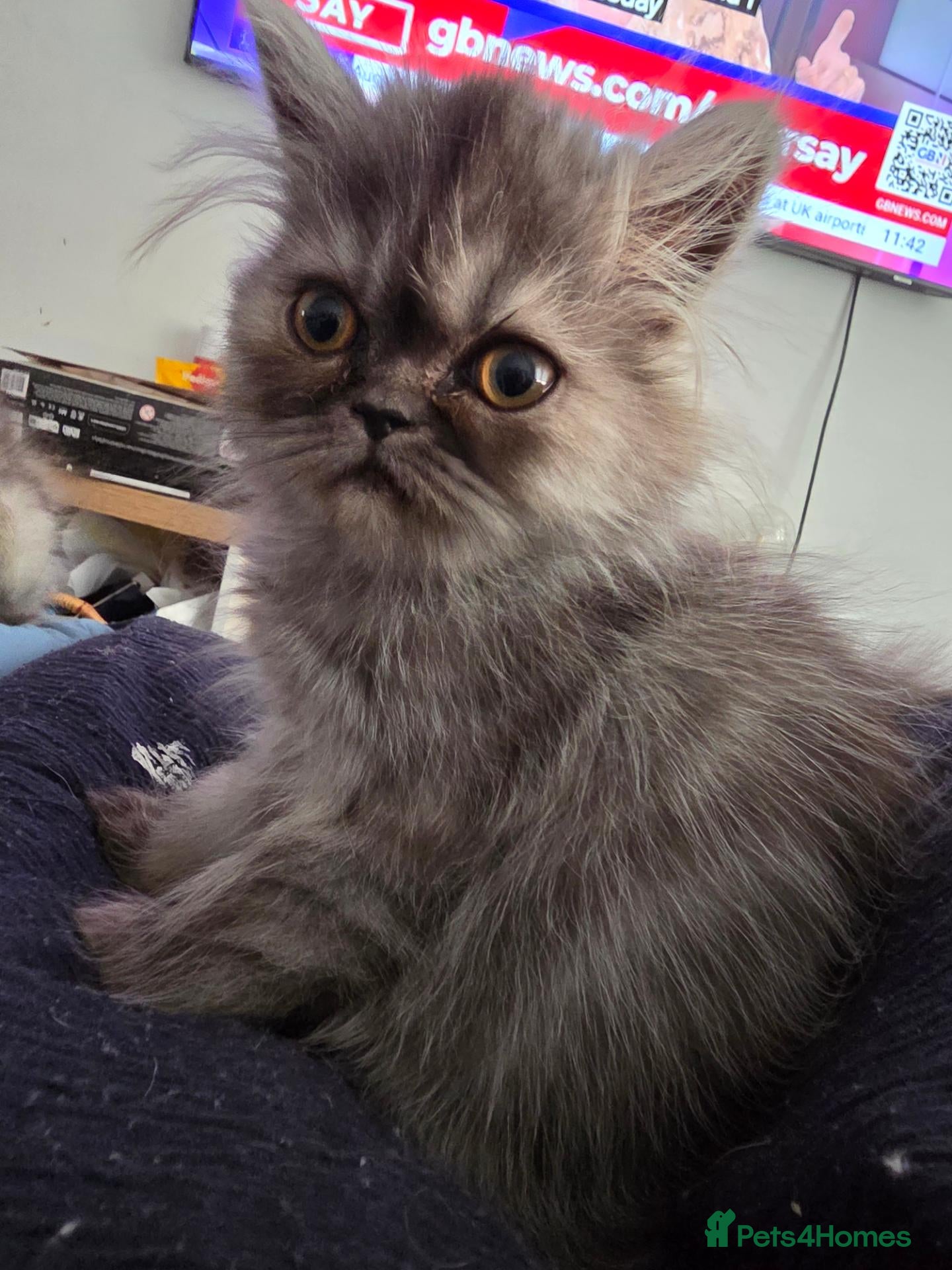 Persian cats Last Persian girl remaining. Ready to go - Advert 16