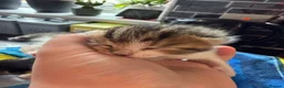 Mixed Breed cats for sale: Beautiful kittens and Mummy - Advert 25