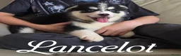 Pomsky dogs for sale: Fully Vaccinated! Ready Now - F3 Pomsky Puppies - Advert 18