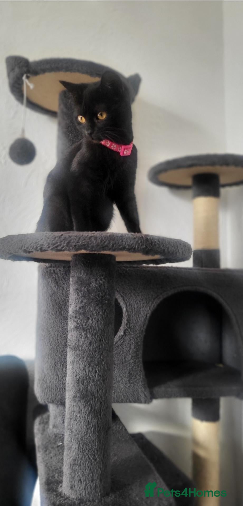 British Shorthair cats for sale: Black British shorthair kitten female  - Advert 1