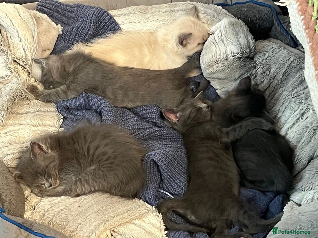 Oriental cats for sale: 5 STUNNING RAGAMESE/SIAMESE KITTENS - Image 5