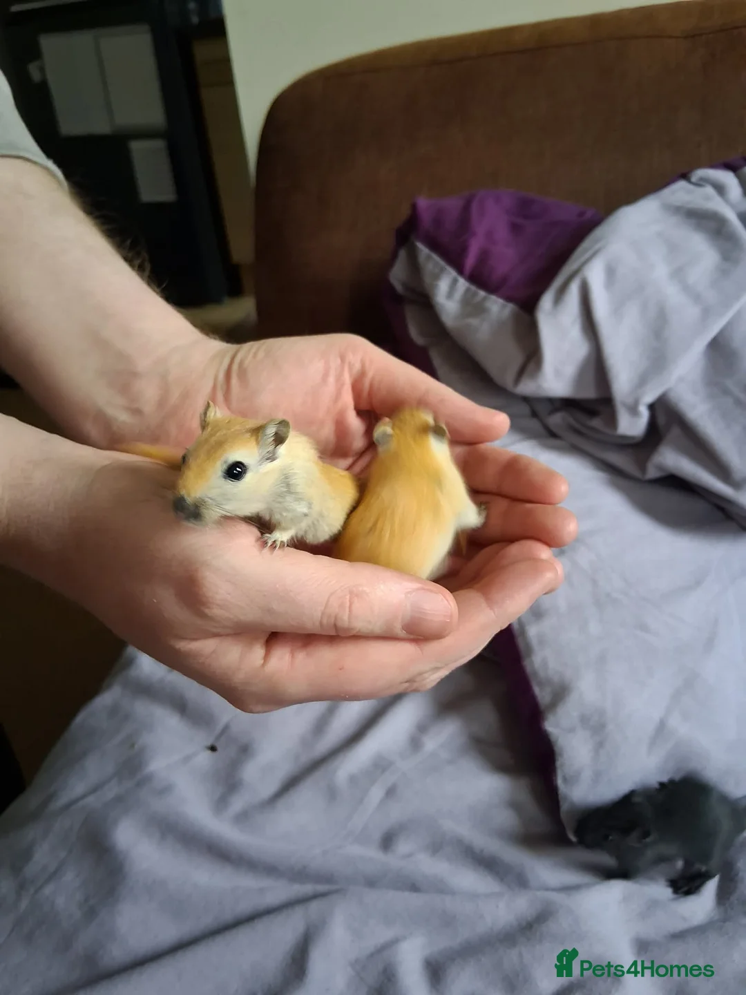 Gerbil rodents for sale: 4 gerbils - Advert 2