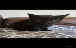 Mixed Breed cats for sale: Adorable Kittens Looking for Their Forever Homes - Image 4