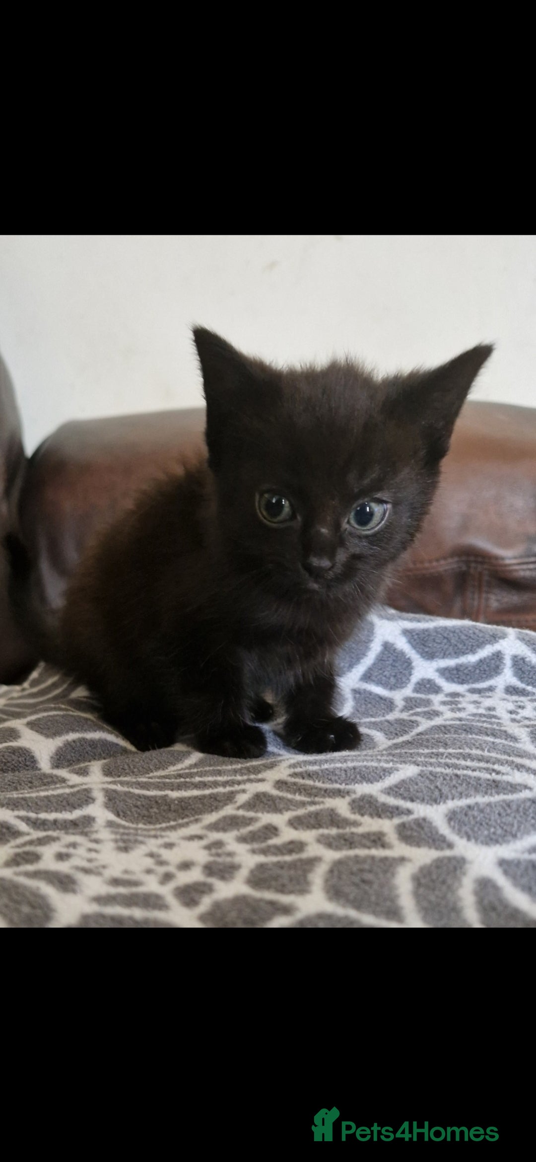 Mixed Breed cats for sale: Adorable Kittens Looking for Their Forever Homes - Image 4