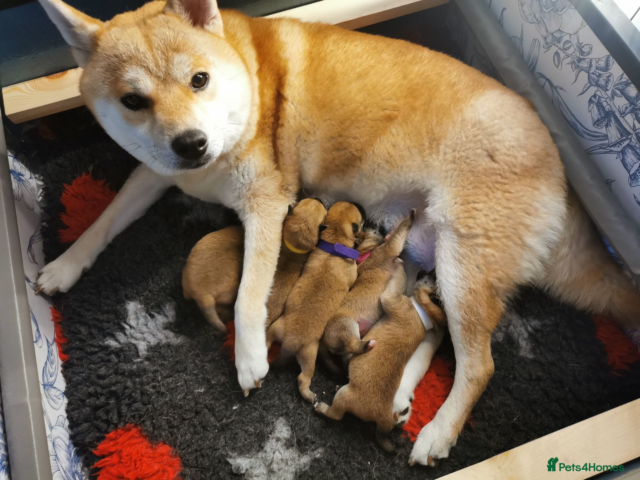 Japanese Shiba Inu dogs 5 Beautiful Shiba puppies looking for their home - Advert 18