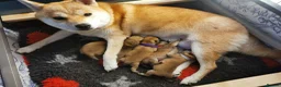 Japanese Shiba Inu dogs for sale: *New price! 3 left* all KC female shiba inus. - Advert 13