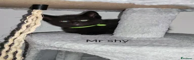 Mr shy