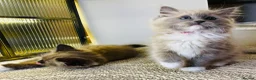 Ragdoll cats for sale: Quality Ragdoll Kittens 🩷 Ready Now  - Advert 22