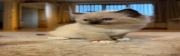 Ragdoll cats for sale: Ragdoll - Advert 2
