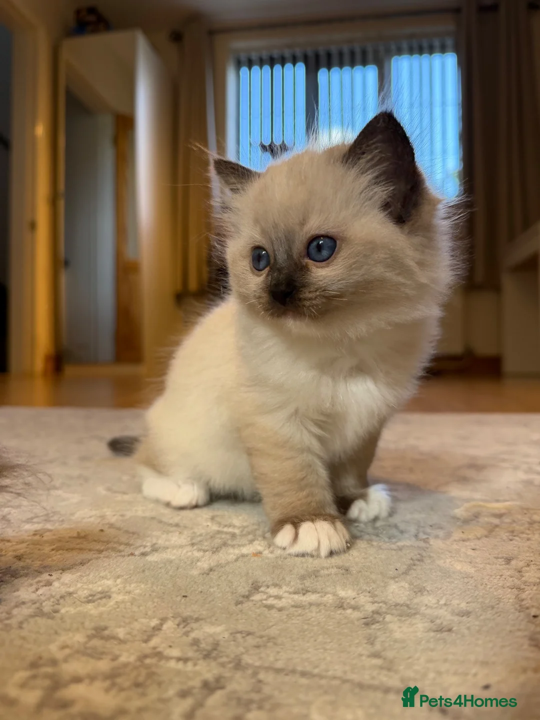 Ragdoll cats for sale: Ragdoll - Advert 2