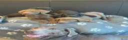 Labrador Retriever dogs for sale: Exceptional Silver & Charcoal Labrador Puppies - Advert 11