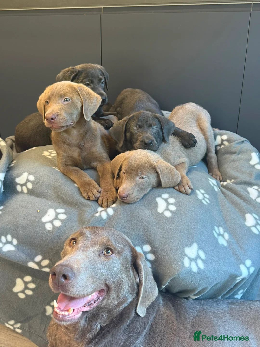 Labrador Retriever dogs for sale: Exceptional Silver & Charcoal Labrador Puppies - Advert 11
