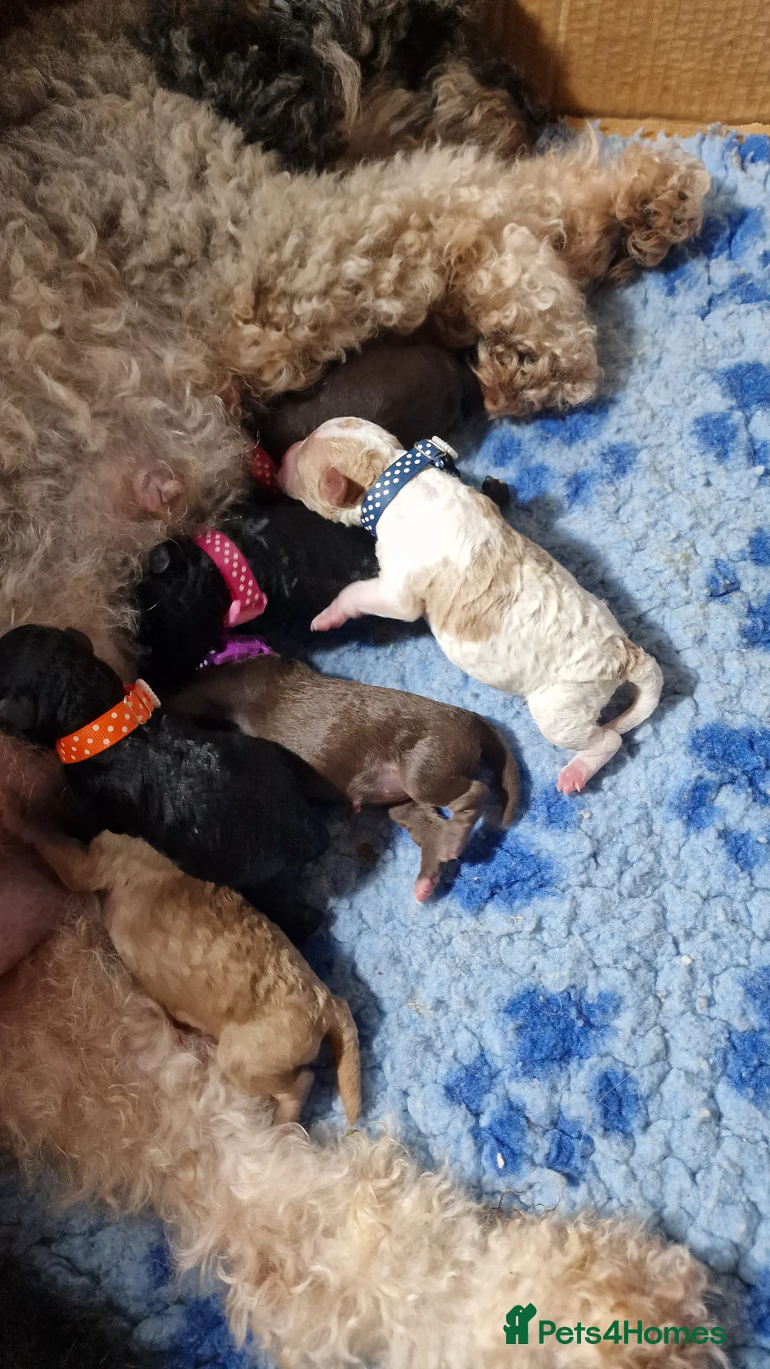 Miniature Poodle dogs for sale: Stunning Miniature Poodle Puppies PRA clear  - Advert 4
