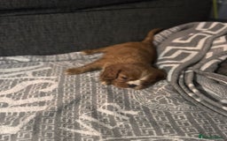 Cavalier King Charles Spaniel dogs for sale: Cavalier King Charles Spaniel - Image 8