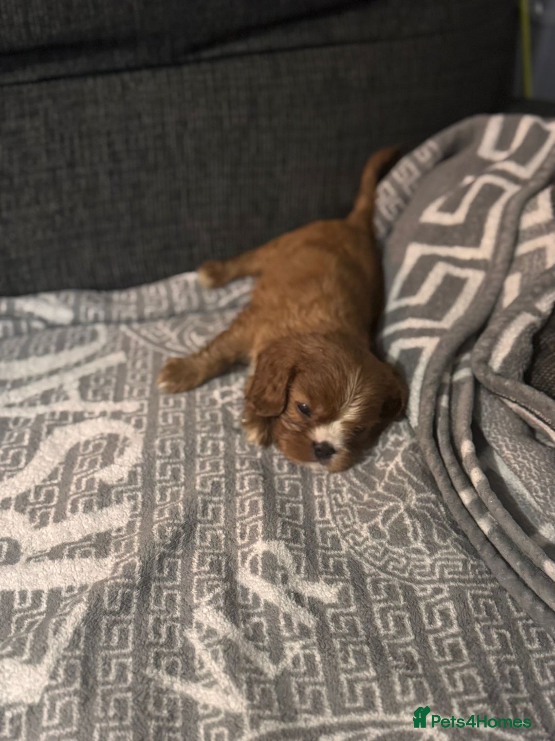 Cavalier King Charles Spaniel dogs for sale: Cavalier King Charles Spaniel - Image 8