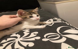 European cats for sale: 2 Adorable Kittens ready for their forever homes  - Advert 8