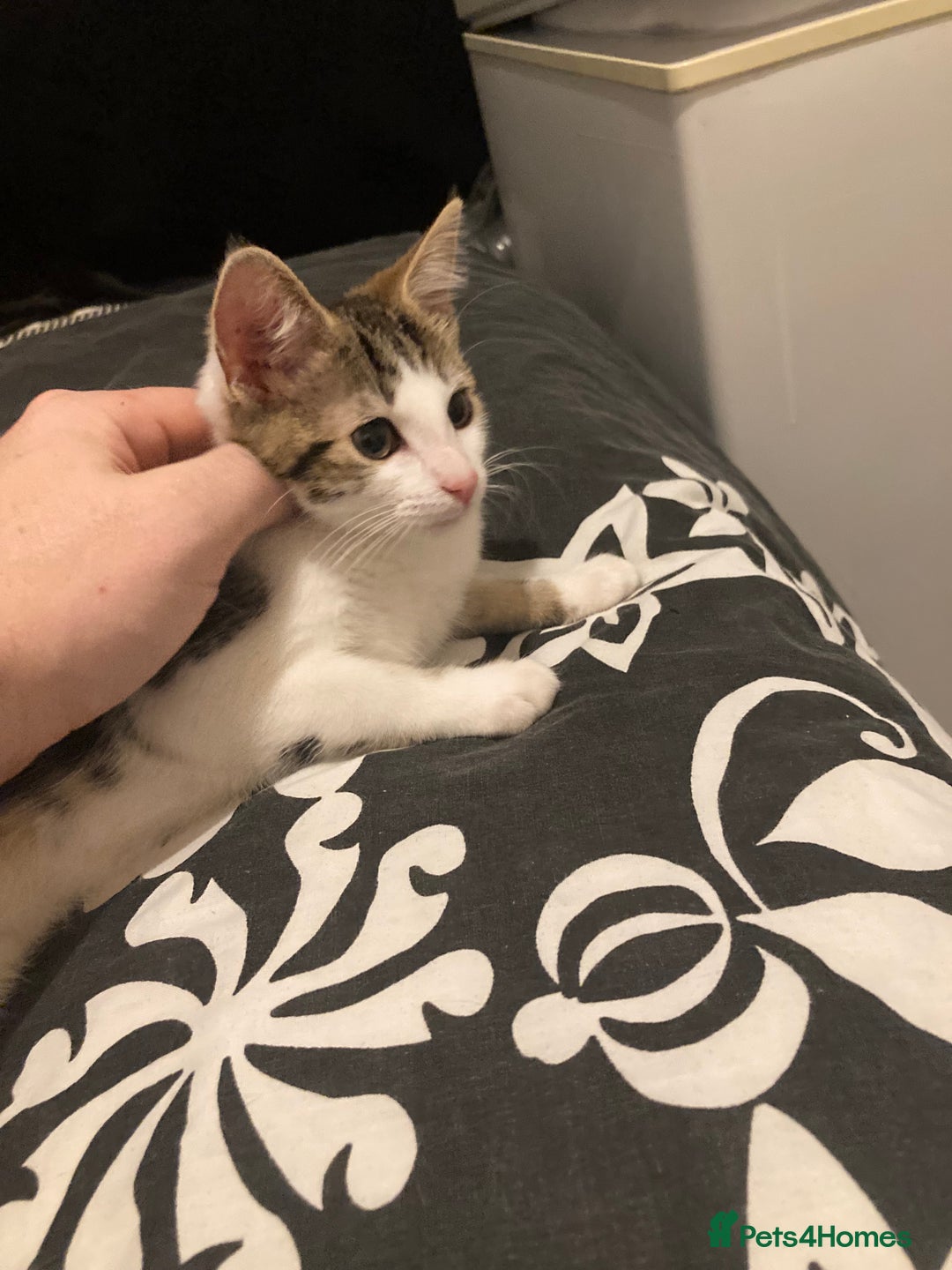 European cats for sale: 2 Adorable Kittens ready for their forever homes  - Advert 8