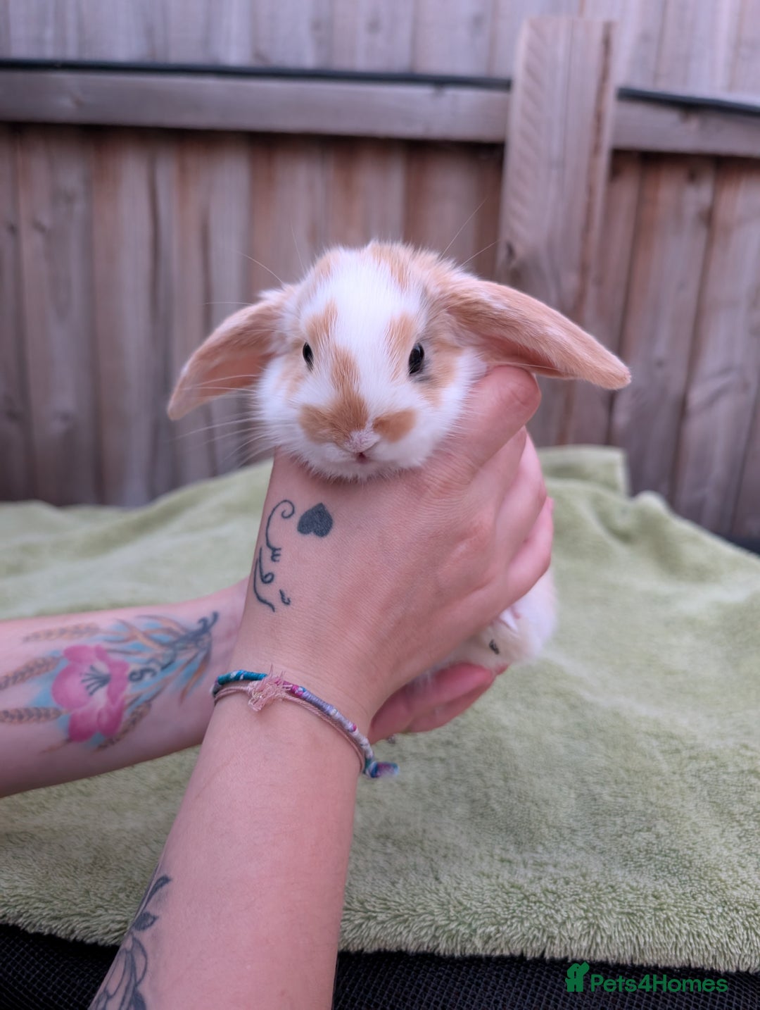 English Lop rabbits for sale: Baby Rabbits - Image 5